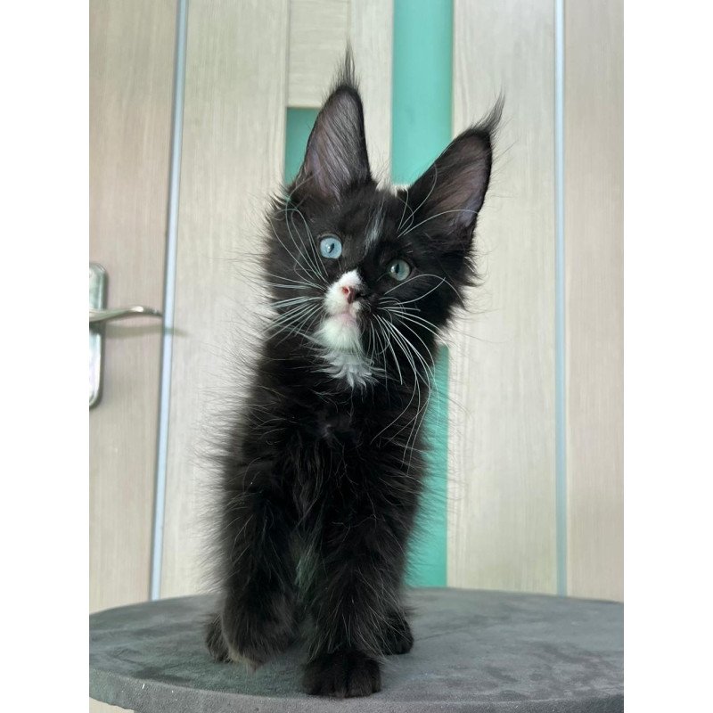 Maine Coon EZ Nolan
