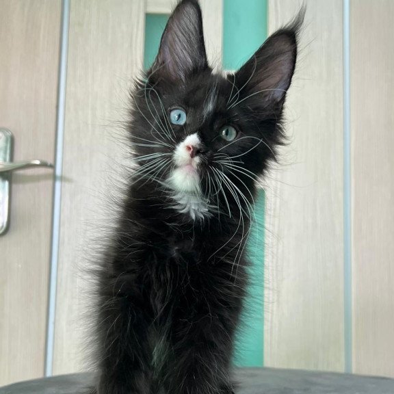 Maine Coon EZ Nolan