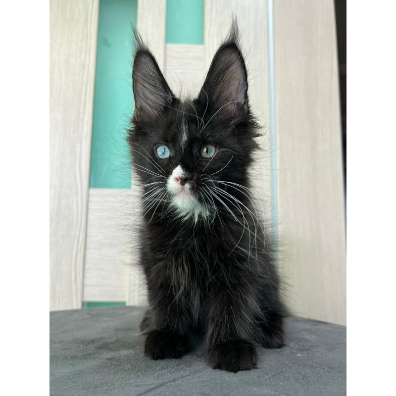 Maine Coon EZ Nolan