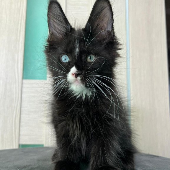 Maine Coon EZ Nolan