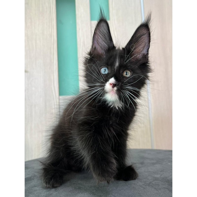 Maine Coon EZ Nolan