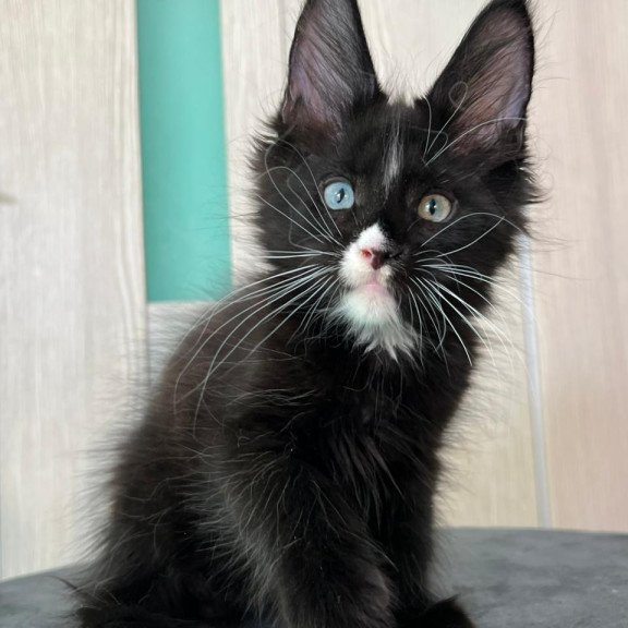 Maine Coon EZ Nolan