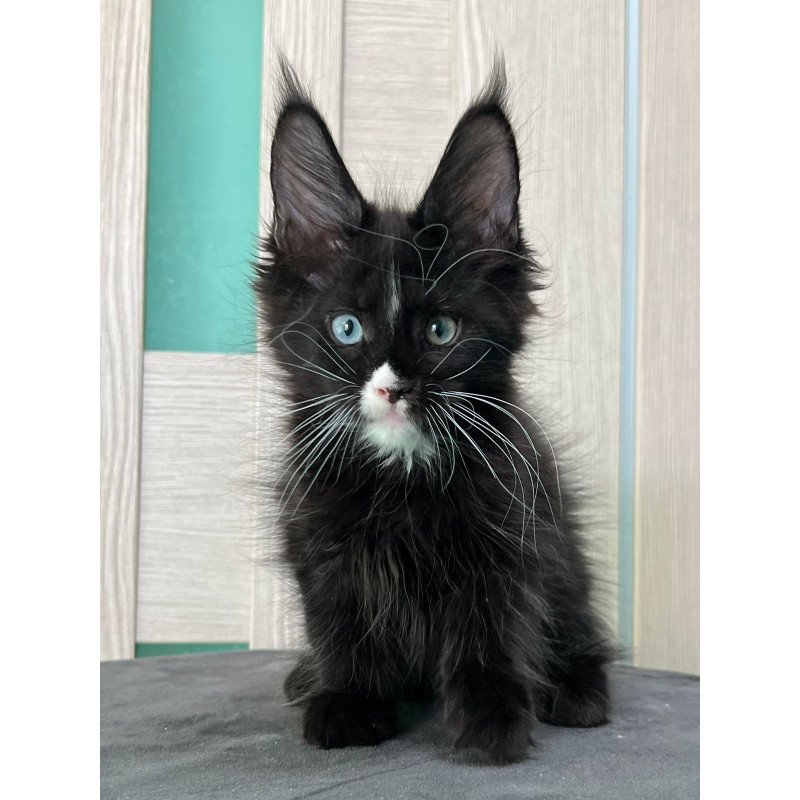 Maine Coon EZ Nolan