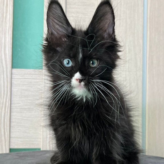 Maine Coon EZ Nolan