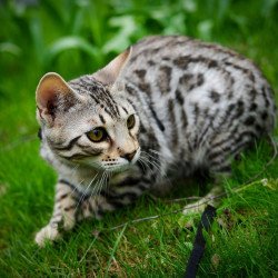 Bengal OLG JS 5.14
