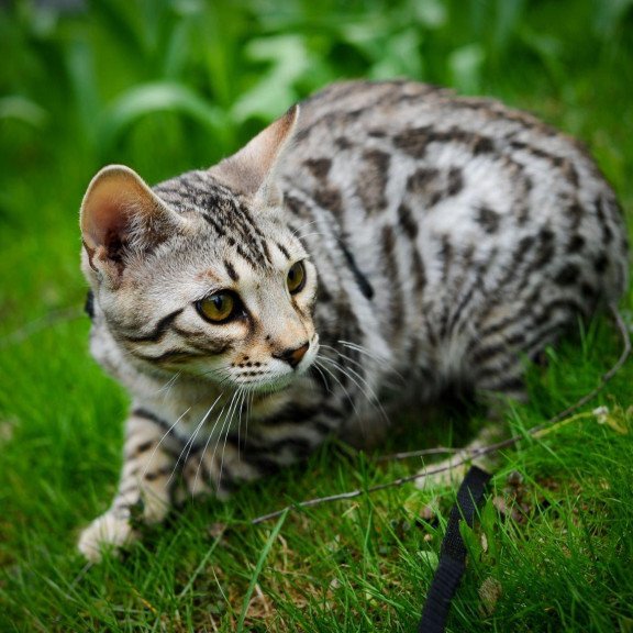 Bengal OLG JS 5.14