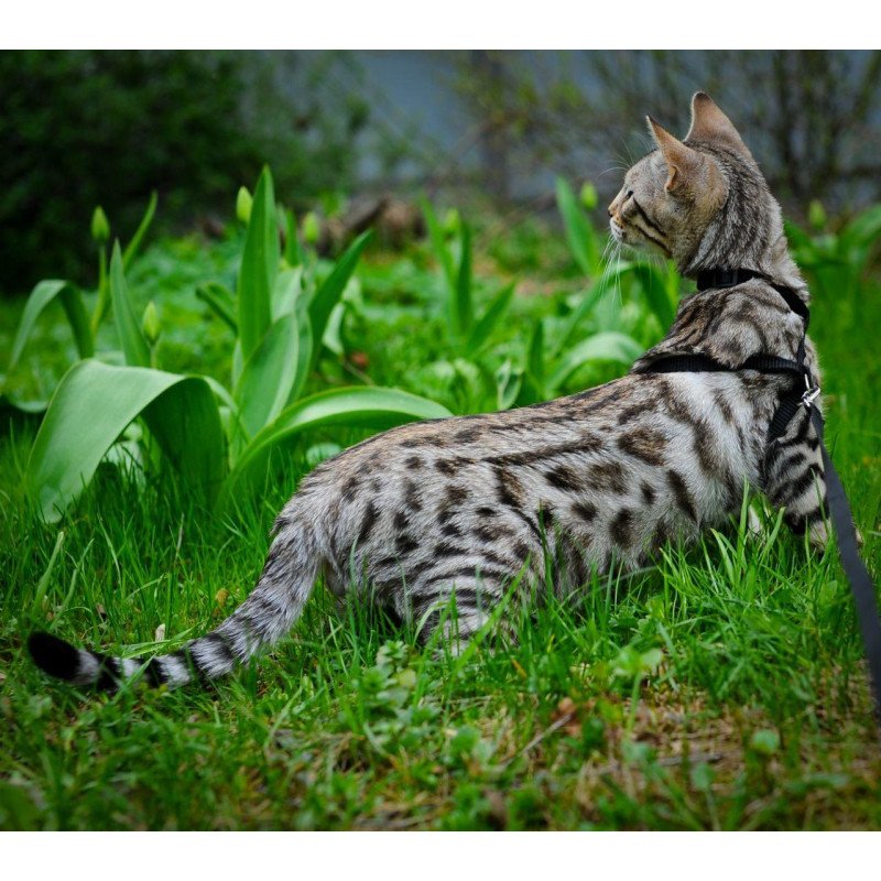 Bengal OLG JS 5.14