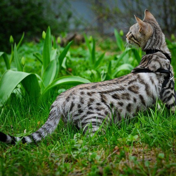 Bengal OLG JS 5.14