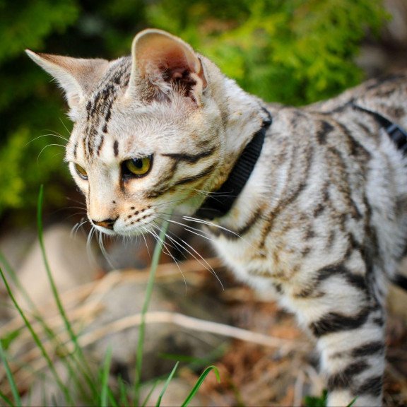 Bengal OLG JS 5.14