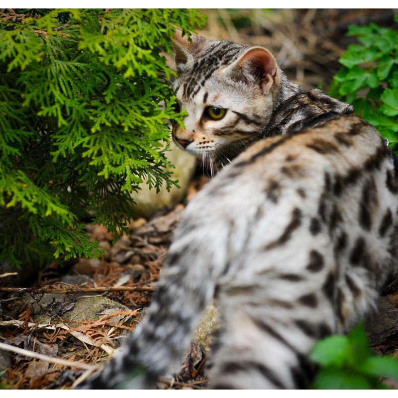 Bengal OLG JS 5.14