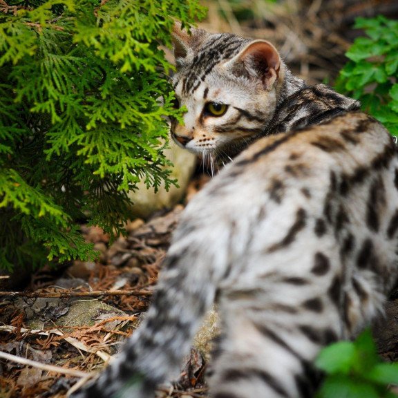 Bengal OLG JS 5.14