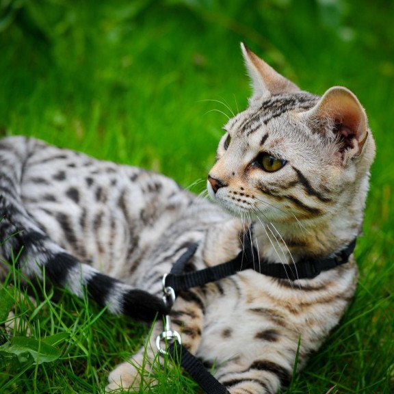 Bengal OLG JS 5.14