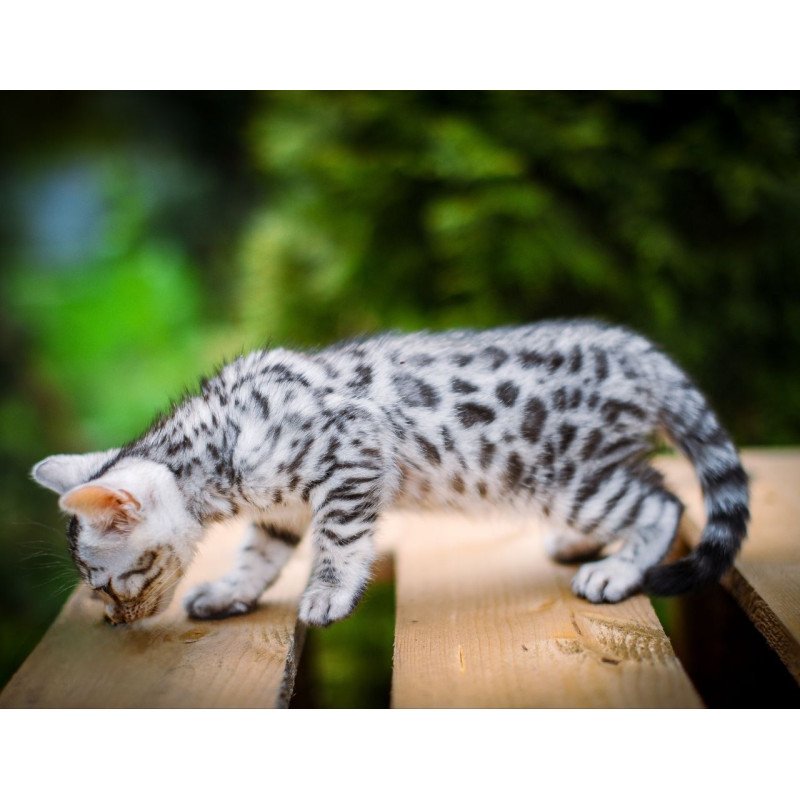 Bengal OLG JS 5.14b