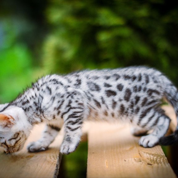 Bengal OLG JS 5.14b