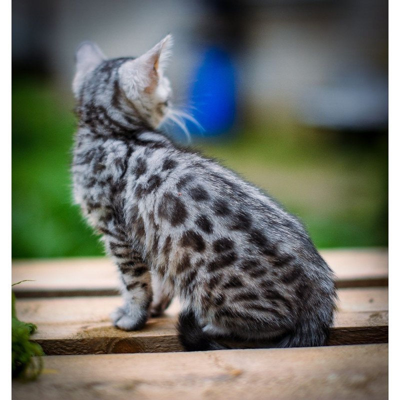 Bengal OLG JS 5.14b