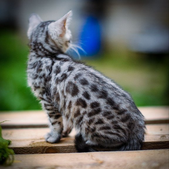 Bengal OLG JS 5.14b