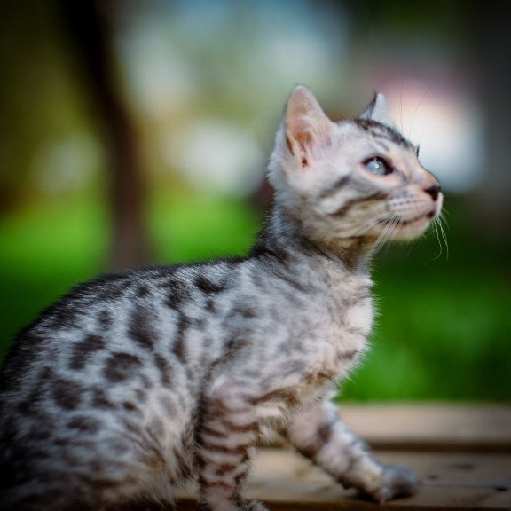 Bengal OLG JS 5.14c