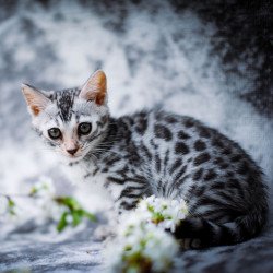Bengal OLG JS 5.14c