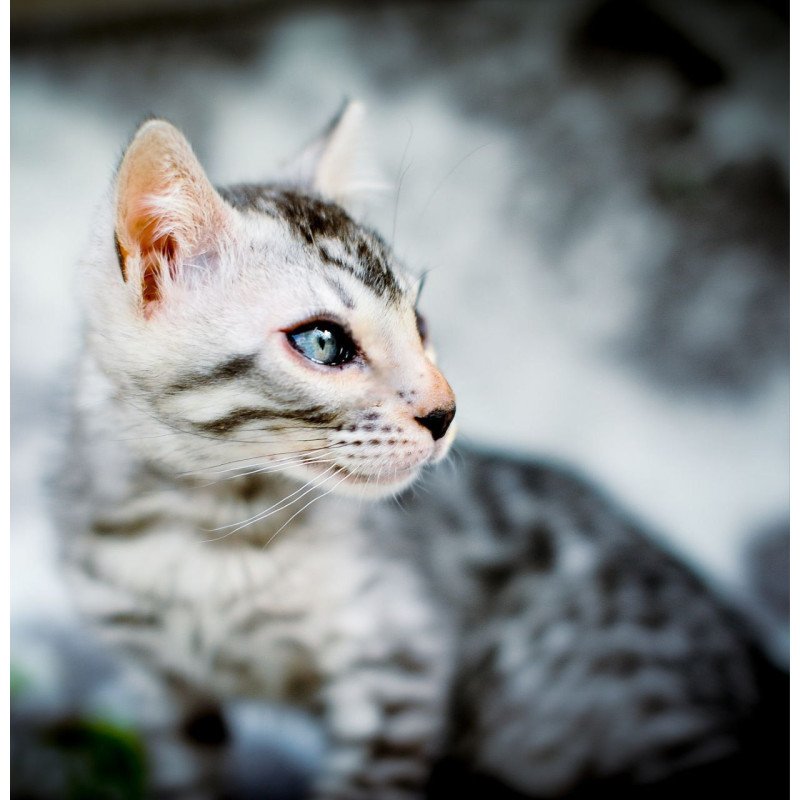 Bengal OLG JS 5.14c