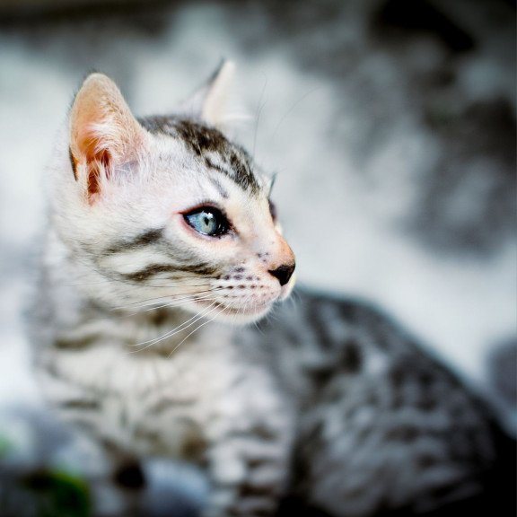 Bengal OLG JS 5.14c