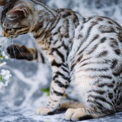 Bengal OLG JS 5.14d