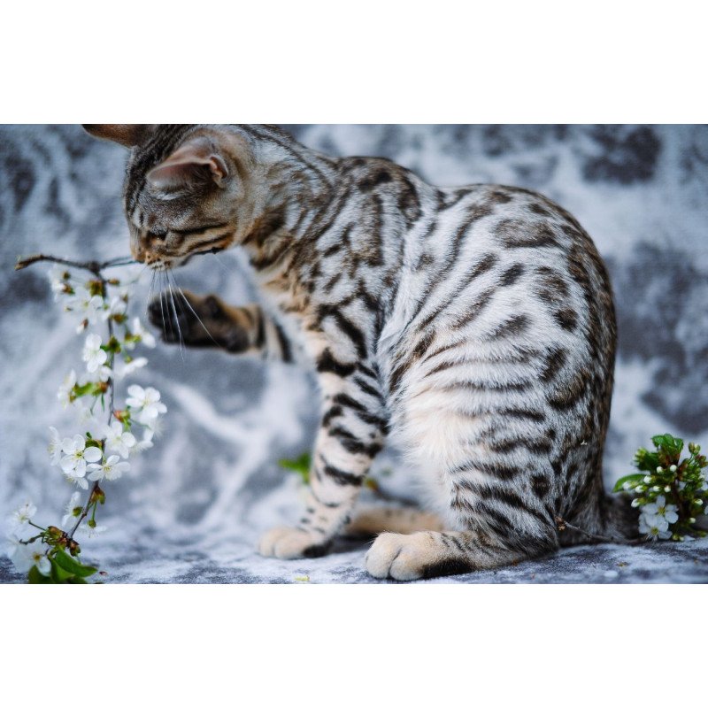 Bengal OLG JS 5.14d