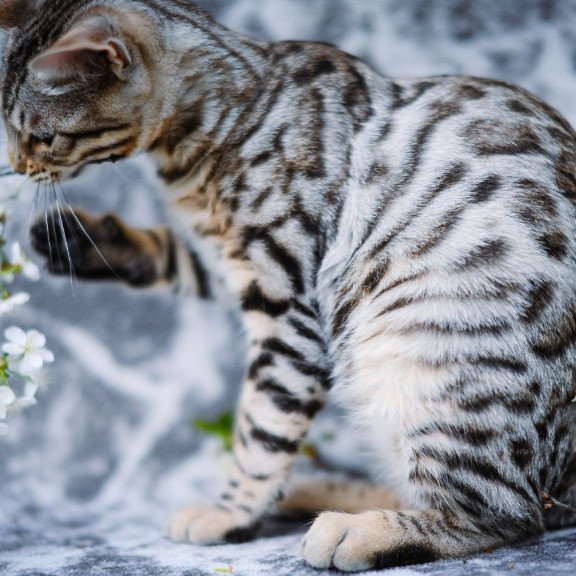 Bengal OLG JS 5.14d