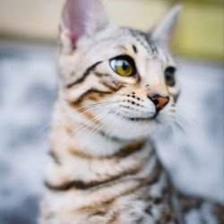 Bengal OLG JS 5.14d