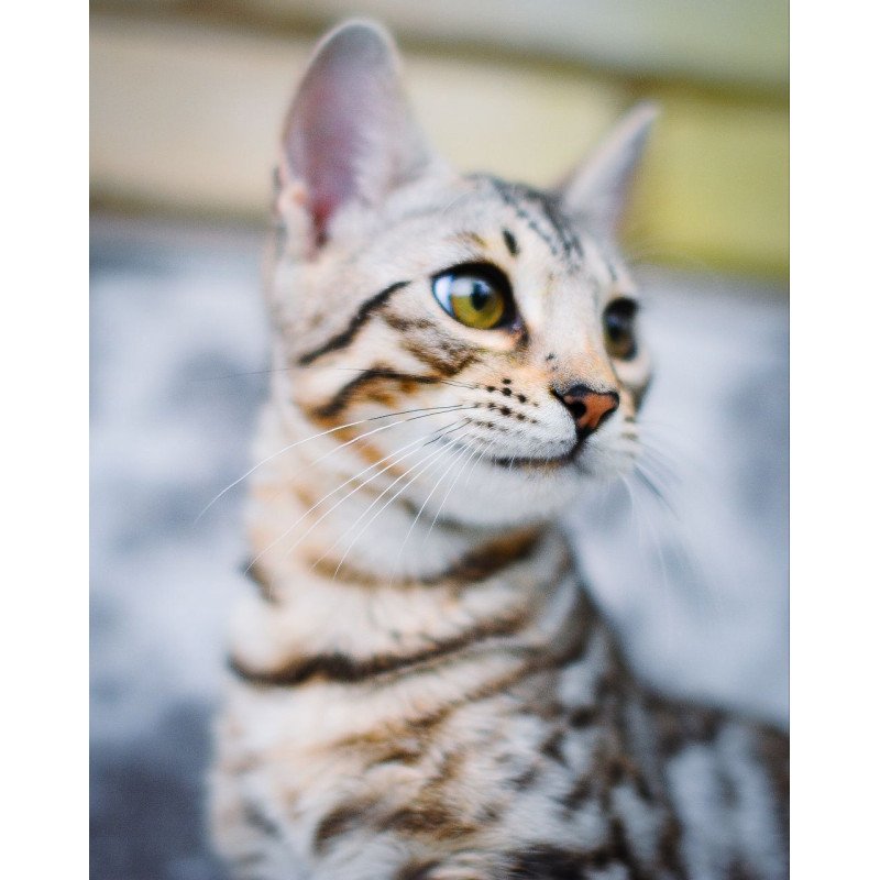 Bengal OLG JS 5.14d