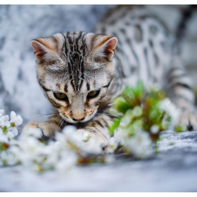 Bengal OLG JS 5.14d