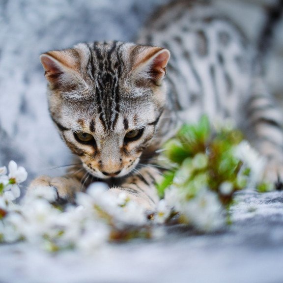 Bengal OLG JS 5.14d