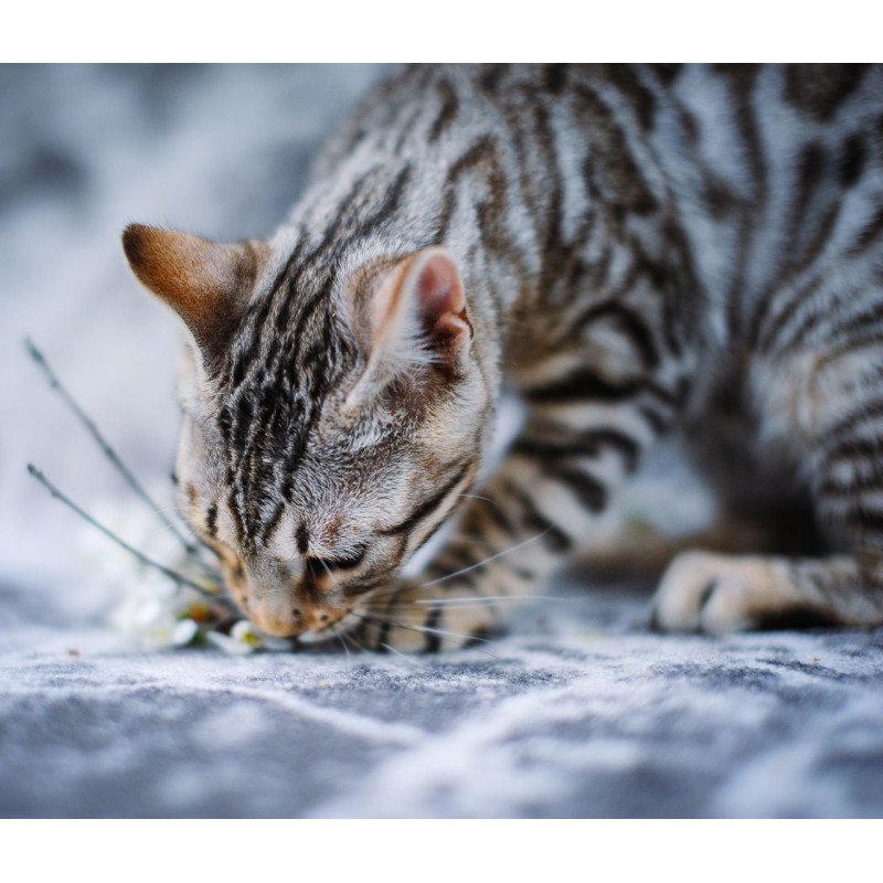 Bengal OLG JS 5.14d