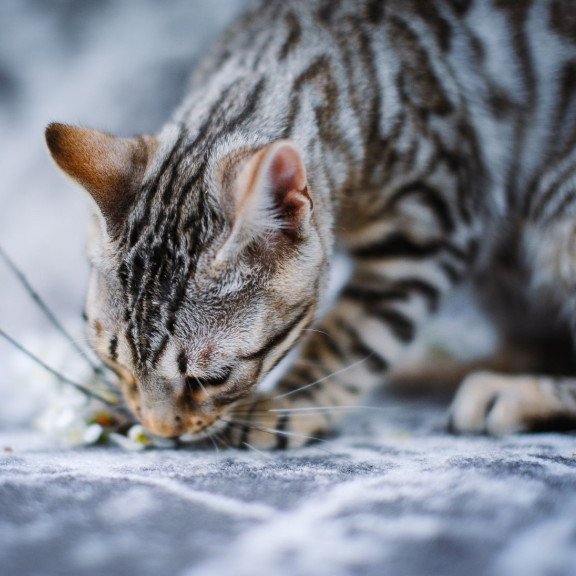 Bengal OLG JS 5.14d
