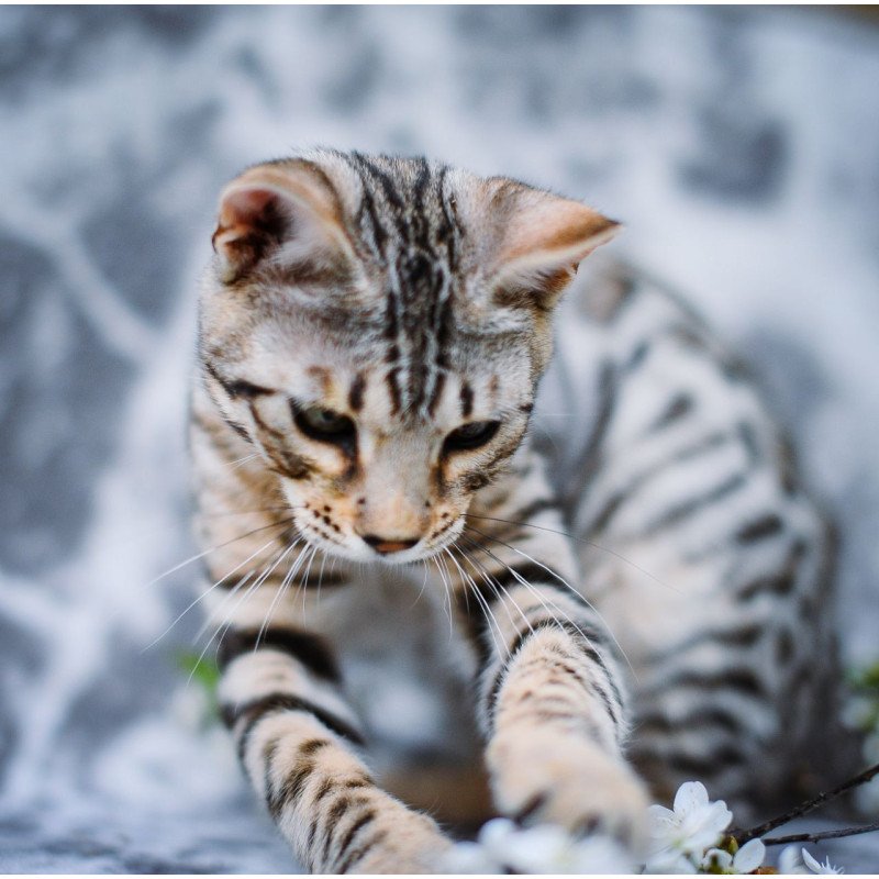 Bengal OLG JS 5.14d
