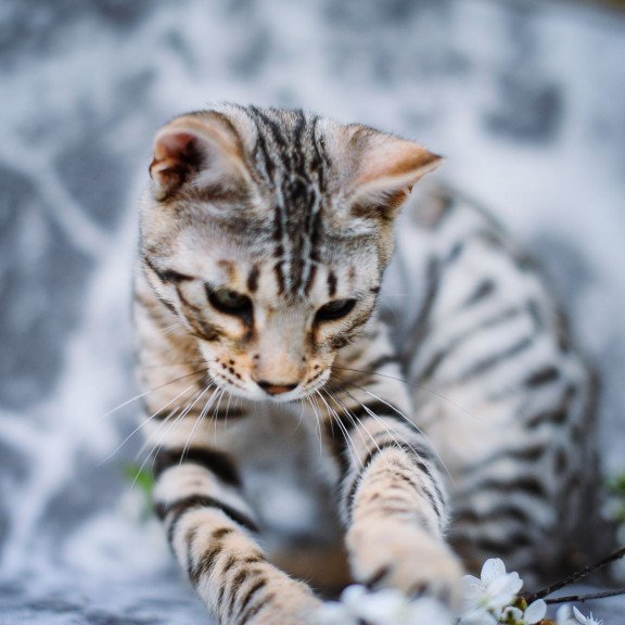 Bengal OLG JS 5.14d