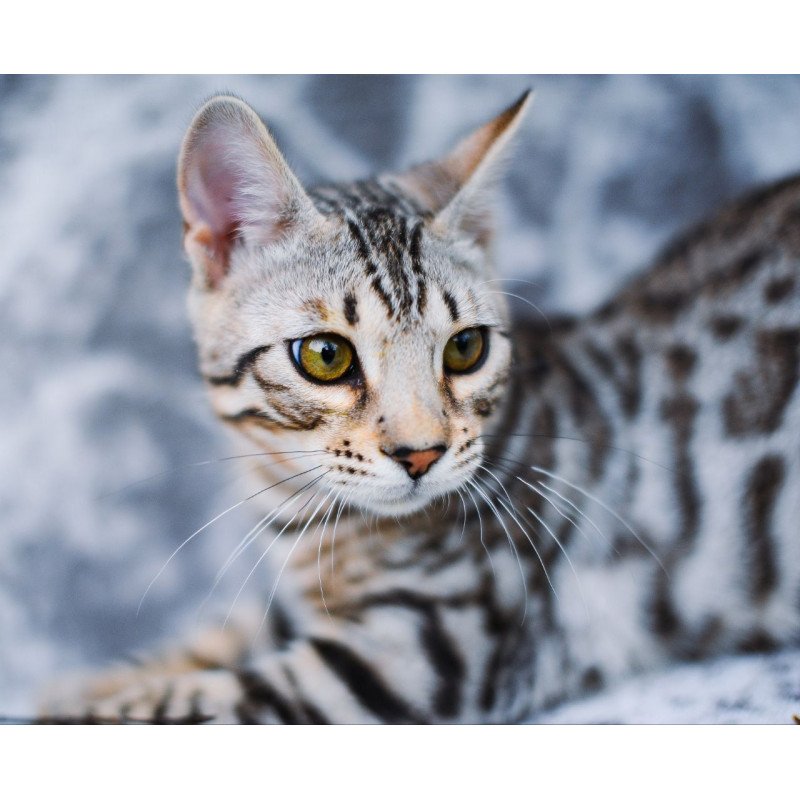 Bengal OLG JS 5.14d