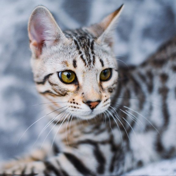 Bengal OLG JS 5.14d