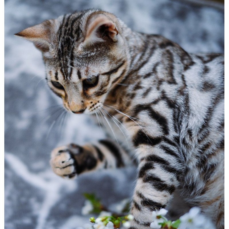 Bengal OLG JS 5.14d