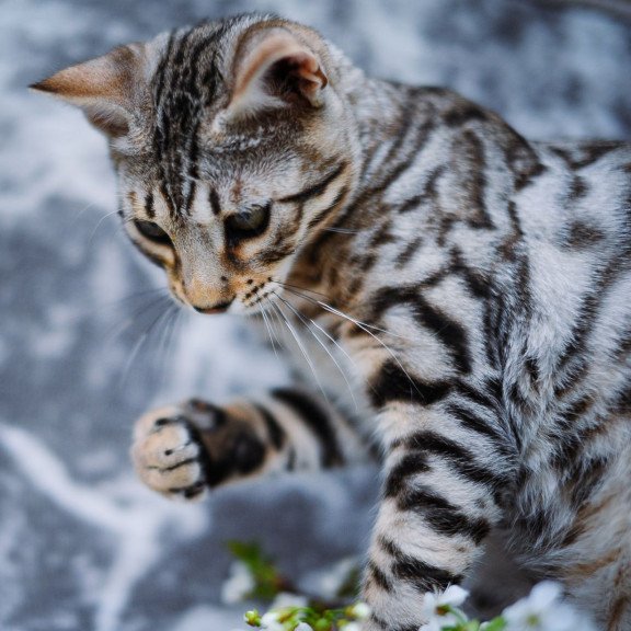 Bengal OLG JS 5.14d