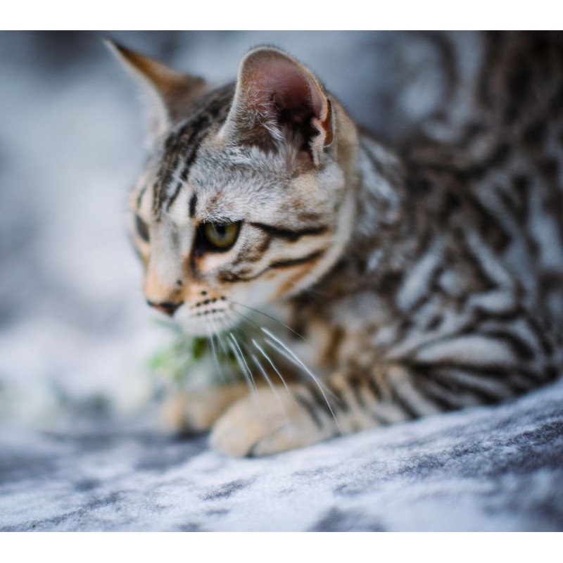 Bengal OLG JS 5.14d