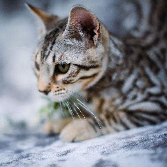 Bengal OLG JS 5.14d