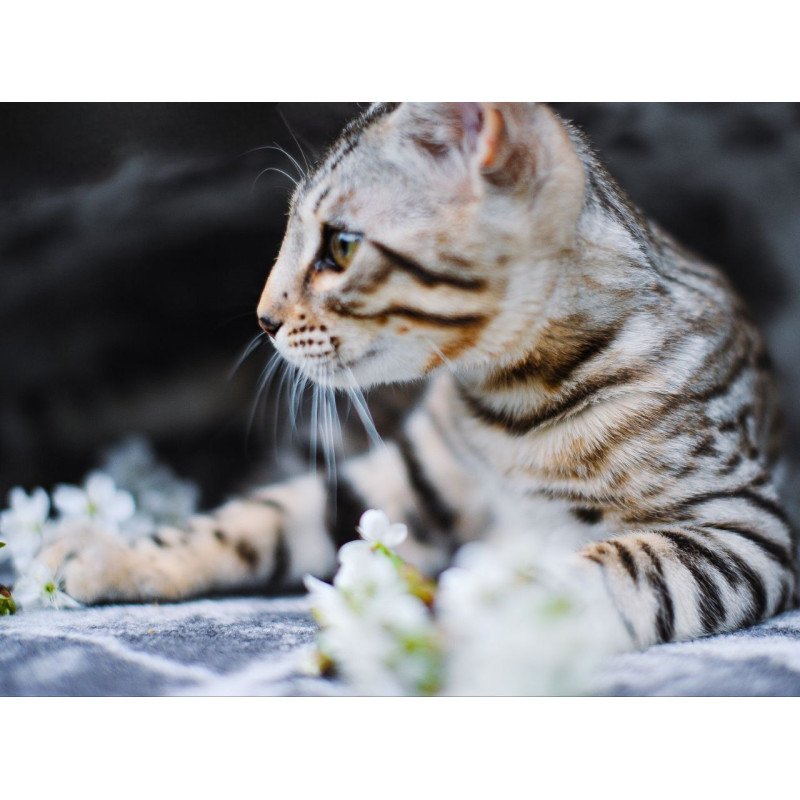 Bengal OLG JS 5.14d
