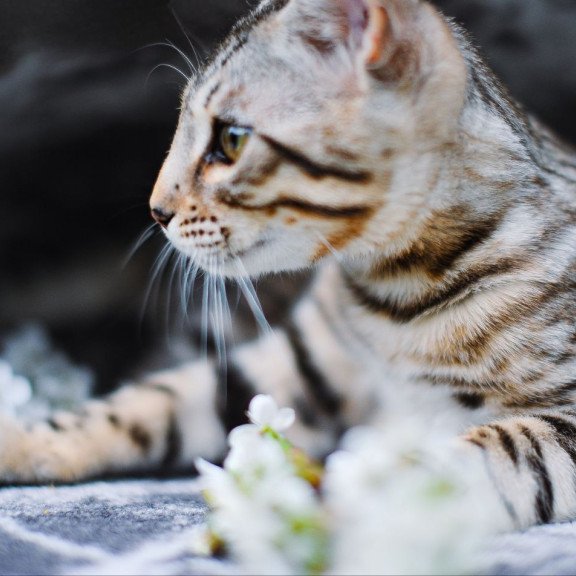 Bengal OLG JS 5.14d