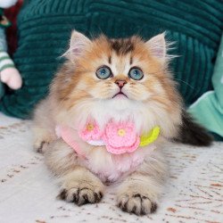Munchkin EZ Jasmine