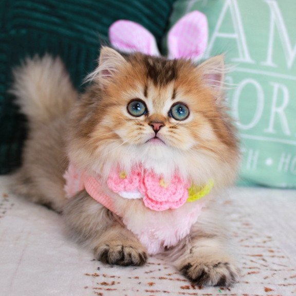 Munchkin EZ Jasmine