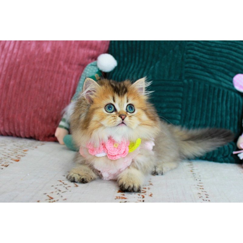 Munchkin EZ Jasmine