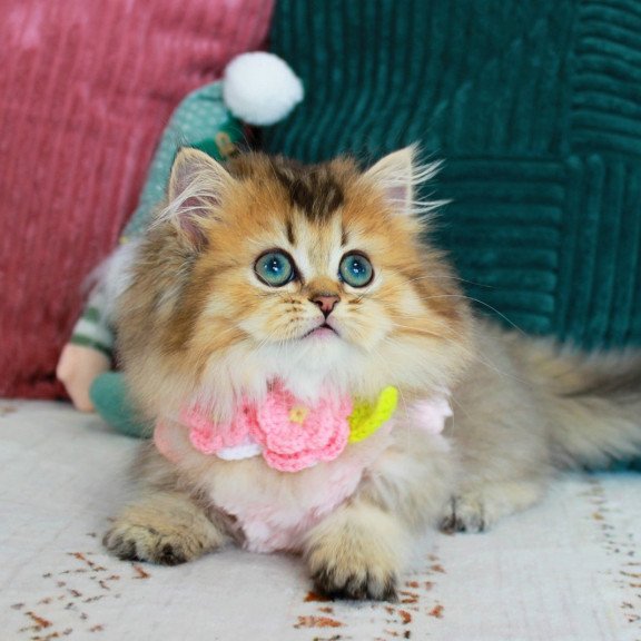 Munchkin EZ Jasmine