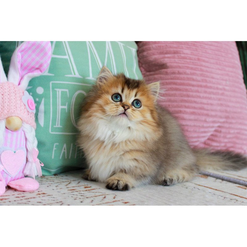Munchkin EZ Jasmine
