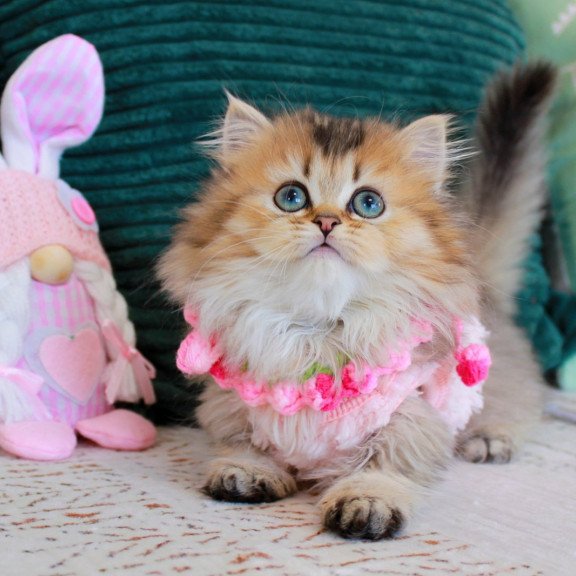 Munchkin EZ Jasmine