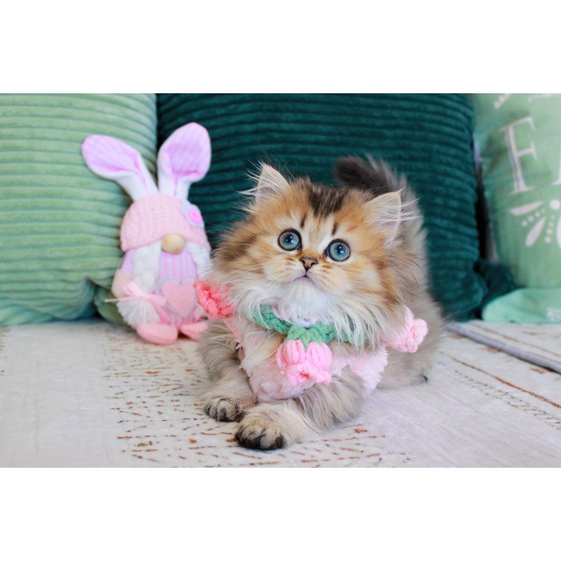 Munchkin EZ Jasmine